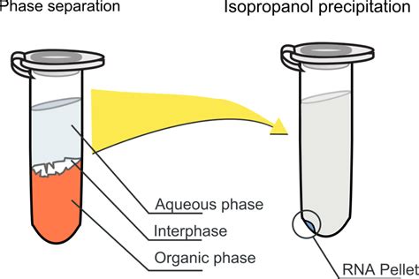 RNA extraction from tissue - Biomall Blog