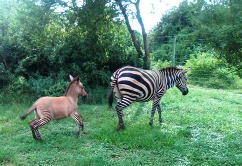 It's a zonkey! Rare baby spotted in Kenya