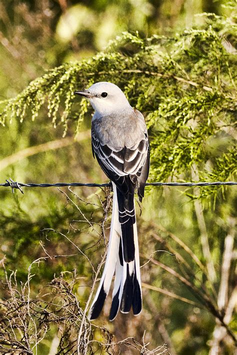 Scissor Tail Flycatcher Photograph by Gerald Eisen - Fine Art America