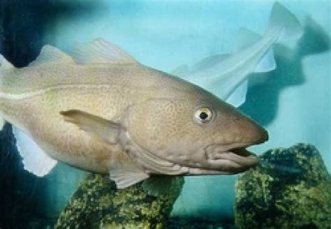 11 Atlantic cod (Gadus morhua ) | Download Scientific Diagram