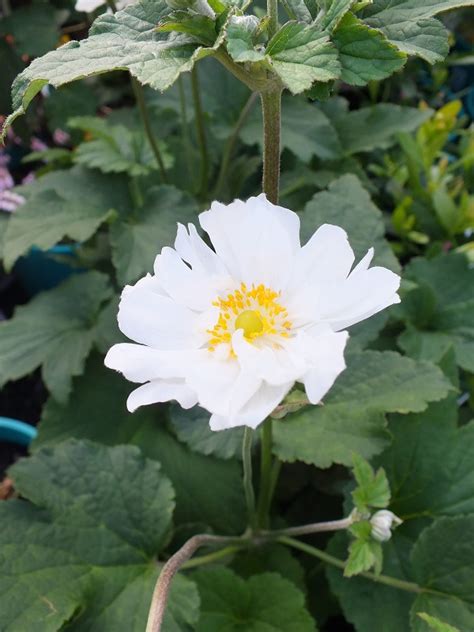 Oderings Garden Centres | Shrub - Anemone Japonica White