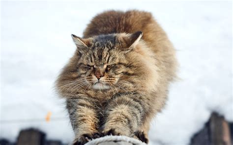 Siberian Cat Personality Profile: 11 Adorable Traits (2022) I Discerning Cat