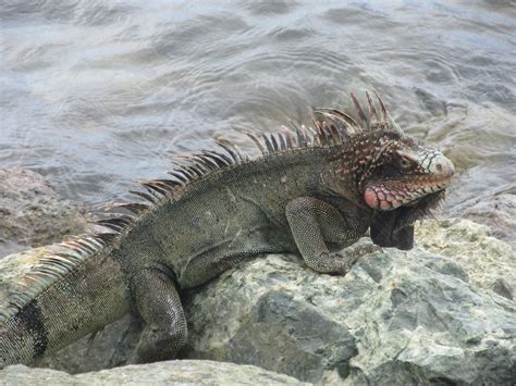 Smiling Iguana Free Stock Photo - Public Domain Pictures