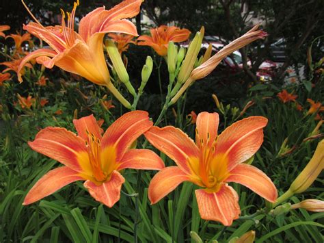 lovely orange day lilies | Day lilies, Lily flower, Daylilies