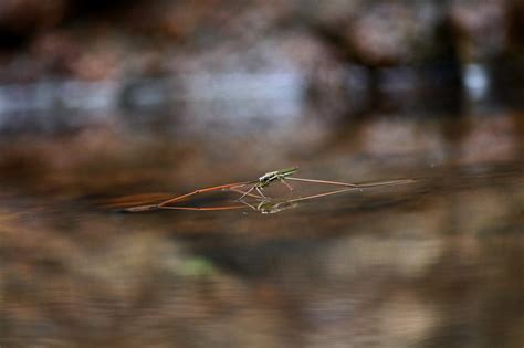 Amazing facts about water striders | Gulo in Nature