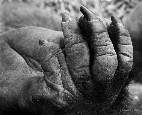 "Gorilla Hand" by Theresa Elvin | Redbubble