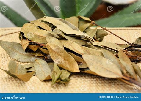 Several Dry Leaves of Laurus Nobilis Stock Photo - Image of herb ...