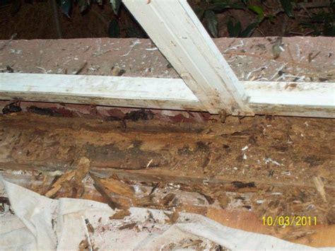 Termites feeding in window sill | Termite damage, Termites, Water damage