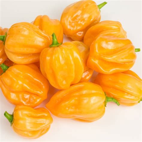 Chilli- Habanero Yellow seeds | The Seed Collection