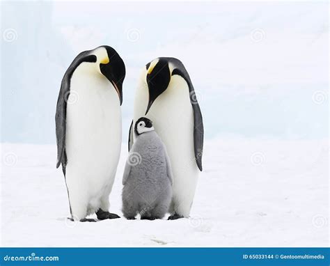 Emperor penguin family stock photo. Image of polar, antarctica - 65033144