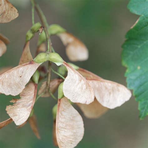 Sycamore Tree Seeds