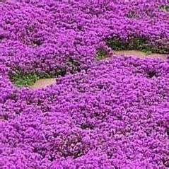 Creeping Thyme - Fragrant Groundcover – Smart Seeds Emporium