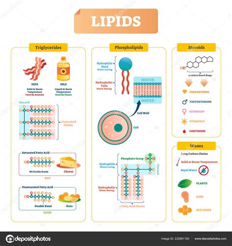 Lipids vector illustration. Triglycerides, waxes and steroids diagram. Stock Vector Image by ...