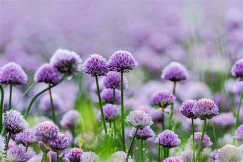 flowers of chives Stock Photo | Adobe Stock