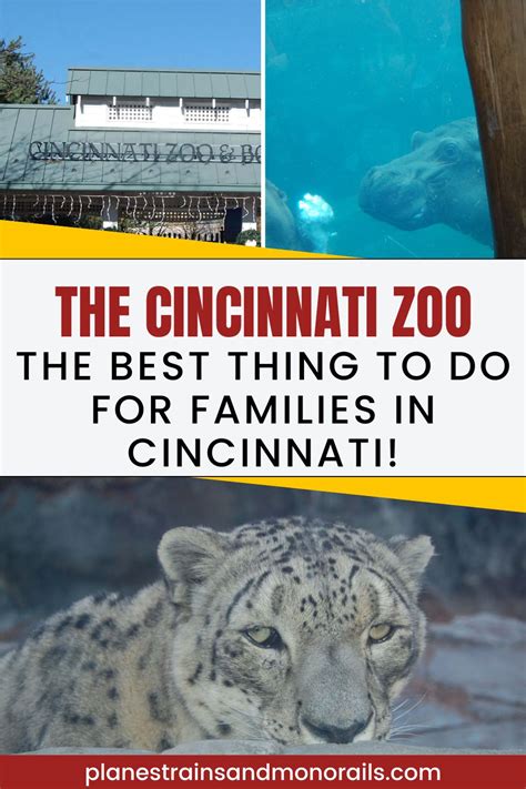 The Cincinnati Zoo: the Best Thing to Do for Families in Cincinnati ...