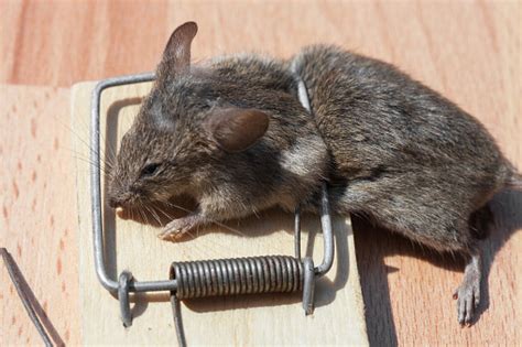 Dead Mouse In A Mousetrap Stock Photo - Download Image Now - iStock