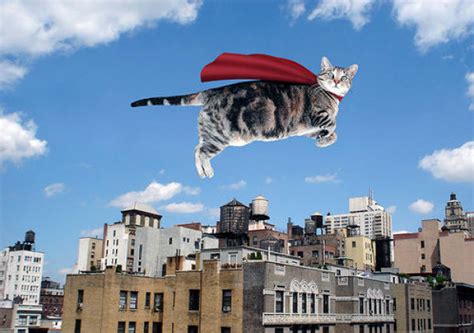 Cats that Can Fly (59 pics) - Izismile.com