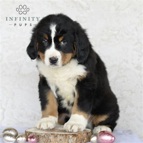 Bernese Mountain Dog Puppies for Sale (Cute, Smart, & Healthy) | VIP ...