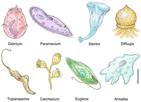 Protozoa Diversity Image | General biology, Biology drawing, Biology