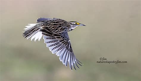 Eastern Meadowlark On The Fly copy | Captured yesterday on o… | Flickr