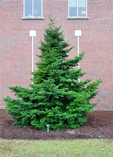 Japanese fir