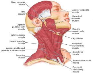 The jaw joint complex of the teeth, muscles and joints – The muscle aspect – Part 1 | Seymour ...