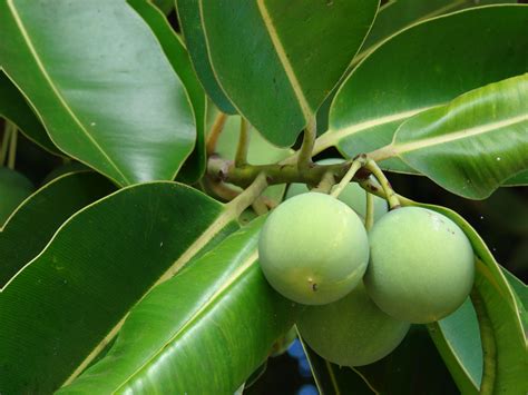 Tamanu oil benefits on health and natural beauty? - Natural Organic Living