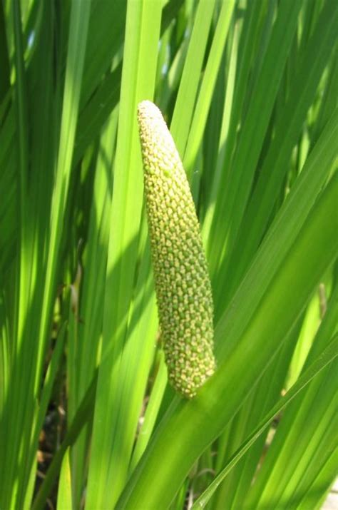 Calamus – Healing Waves Essential Oil