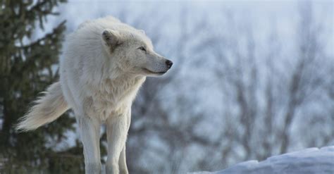 Wolves In Snow Wallpapers - Wallpaper Cave