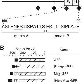 Enteropeptidase mucin repeats and chimeric proteins. A, structure of... | Download Scientific ...