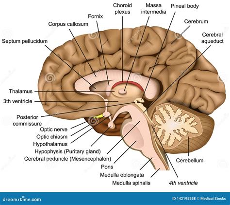 [DIAGRAM] Human Brain Anatomy Diagram - MYDIAGRAM.ONLINE