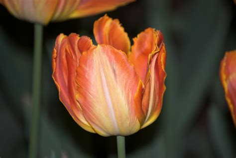 Free photo: Orange Tulips - Beautiful, Beijing, Bloom - Free Download ...