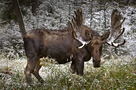 Bull Moose in the Winter by RobsWildlife.com - Rob Daugherty / 500px