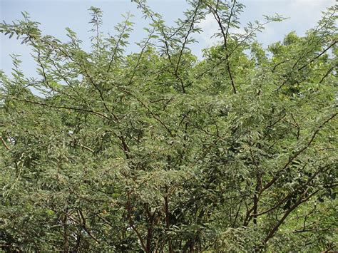 Prosopis juliflora in India – OBLOG