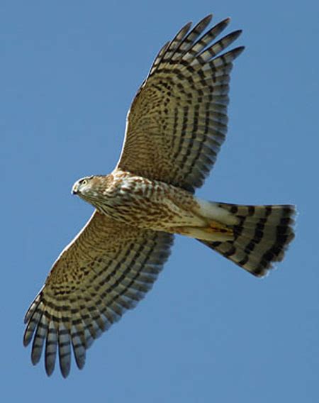 Sharp Shinned Hawk Facts, Habitat, Diet, Call, Images