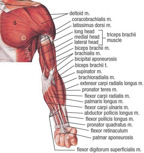 Arm Muscle Diagram Arm Muscles Diagrams Diagram Link Human Muscle | Images and Photos finder