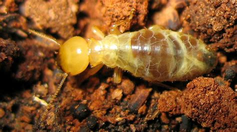 The Termite Life Cycle: 3 Critical Stages You Need To Know