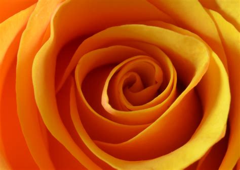 Beautiful rose number, Rose 3 Free Photo Download | FreeImages