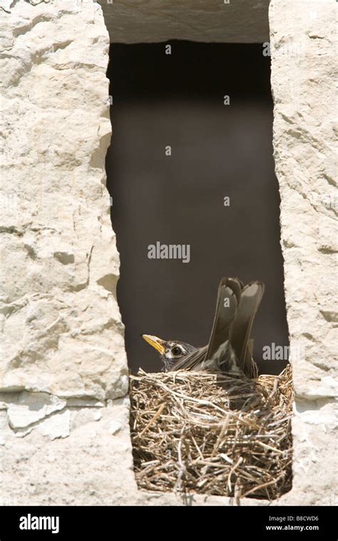 Thrush nest hi-res stock photography and images - Alamy