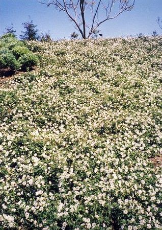 Ground Cover Lantana - ground cover good