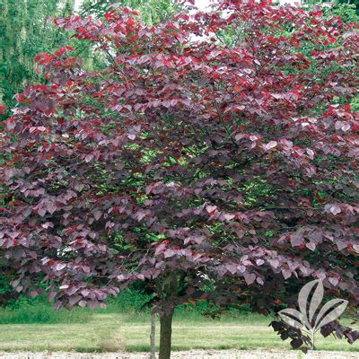 REDBUD, MERLOT - Plants of Texas