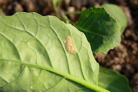 How to Identify and Control Beet Armyworms (Spodoptera exigua)