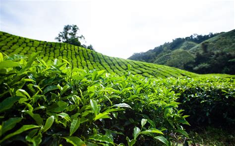 Tea Plant Complete Cultivation Guide - Wikifarmer