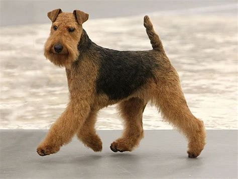 Mini Airedale Terrier Puppies