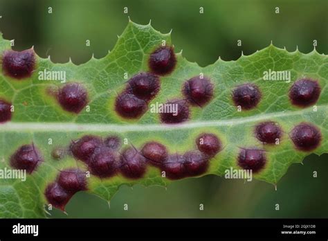 Gall midge hi-res stock photography and images - Alamy