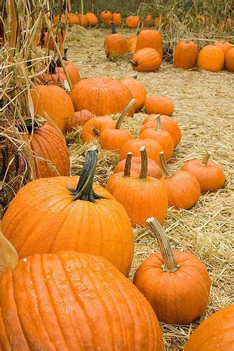 Apple Hill pumpkin patch by Heather Leah Kennedy, via Flickr Yellow Vegetables, Leaves Changing ...