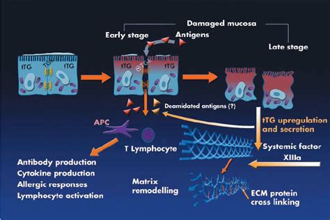 Proposed role of different transglutaminases in normal or damaged ...