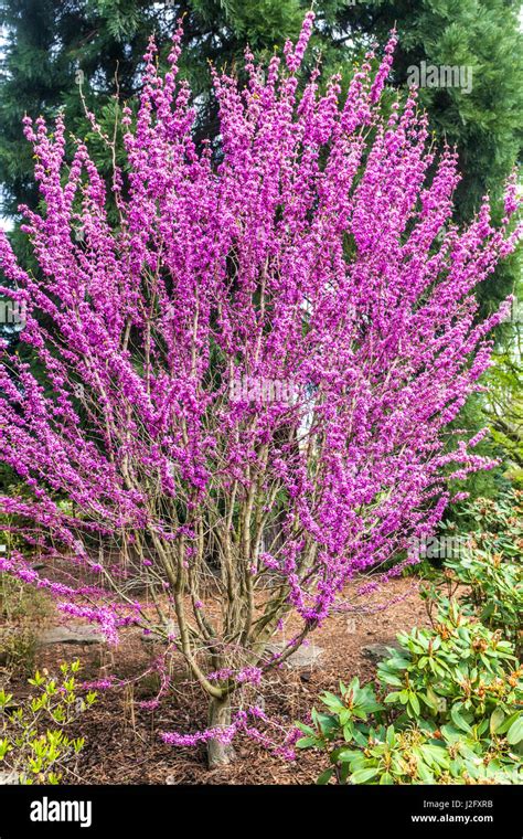 Cercis chinensis "Avondale", Chinese redbud, pink flower Stock Photo - Alamy