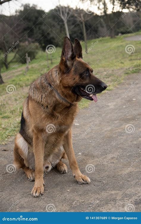 German Shepherd Dog Walking at the Park Stock Image - Image of nature, outdoor: 141307689