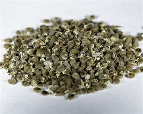 Polygala tenuifolia (Chinese Senegal) Seeds – NDG Botanicals